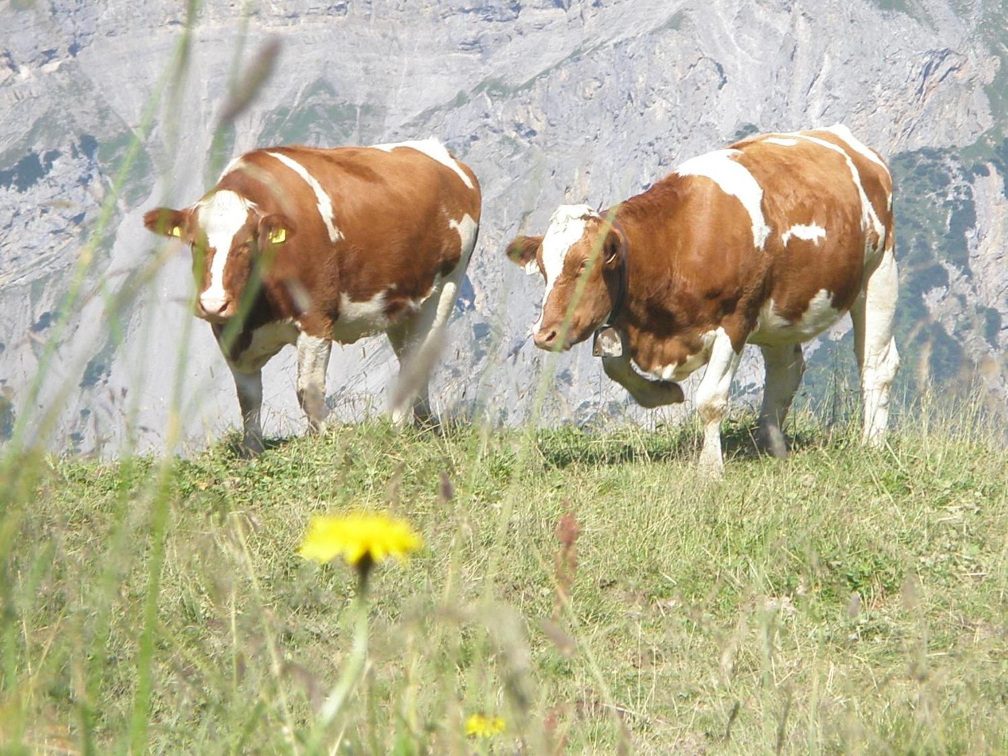Hotel Gasthof Jaeger Zillertal Schlitters Bagian luar foto